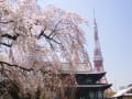 桜　さくら　サクラ　SAKURA