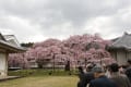 京都「醍醐寺」霊宝館の枝垂れ桜