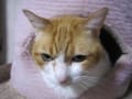 朝一杯の珈琲。桜を眺めながら、バス停へ～出勤。ももちゃん（猫）