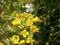 野の花探してウォーキング・4月13日