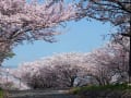 名残の桜並木