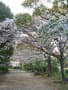 河西公園の桜（公園東側３分の１　４月３日夕方）