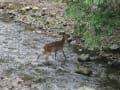 親子の鹿をみました（京都一周トレイル　北山コースにて）