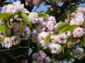 [6]「さくらの回廊」の兼六園菊桜