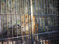 [26]野毛山動物園／101218