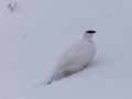 [87]立山の雄雷鳥３.JPG