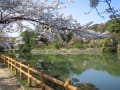 京都の桜は格が違う（長岡天満宮～嵐山～大覚寺～高瀬川～疎水～平安神宮）