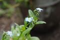 我が家の庭の花たち