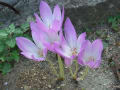 [106]colchicum1011.jpg