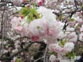 造幣局の八重桜 /2014