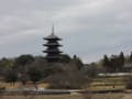 備中国分寺　菜の花　岡大　さざんか