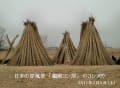 日本の原風景　「鵜殿ヨシ原」　のヨシ刈り