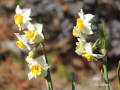 服部緑地公園 都市緑化植物園にて(2013/1/31)