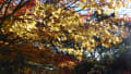 紅葉・函館オニウシ公園・香雪園 見晴公園