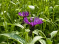 ウォーキングの合間のお花観賞