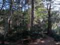 高尾山　いろはの森コース（登り）～3号路（下り）