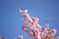 前橋市敷島公園の河津桜