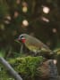 アネハヅル・ノゴマなど～秋の野鳥2012.10