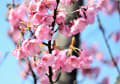 此の二三日の暖かさにミササガパークの陽光桜が、眼に瞠る美しさ、