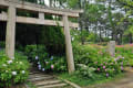 住吉神社の紫陽花 16.06.17