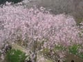 石岡市・「風土記の丘」の桜