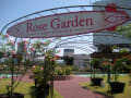 「井筒屋デパート」の「Rose　Garden」のバラ