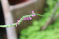 今日の大雨の中の開花　ダリア白；紅丹ムクゲ；ネジバナ