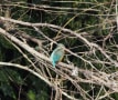 カワセミ　長岡天満宮の池に居ました