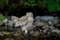 道東探鳥ツアー3日目、シマフクロウ（北海道羅臼町）