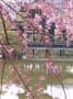 [30]平安神宮、神苑の桜