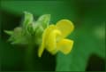 ヤブツルアズキの黄色い花