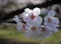 宇陀市周辺桜めぐり