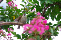 サルスベリの花　　大津港にて