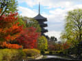 京都紅葉：東寺！