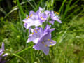 ６月の奥豊後の野草たち