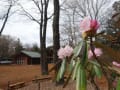 赤城自然園・・・ヤシオツツジ、シャクナゲ、水芭蕉、野鳥～