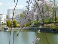 佐竹台　菩提池、散歩道の　桜