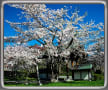 [8]8.小樽の桜、満開の日