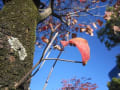 紅葉・街路樹のハナミズキ。秋晴れ・・・。夕焼け。。。