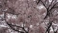 大草城址の桜たち