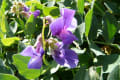 2010年山野草総集編