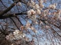 桜咲く遊歩道～桜のトンネル・・・楽しみです。