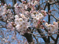 三重県四日市市川尻町の桜　