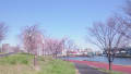 隅田川沿いの桜・・・素敵な眺めでした