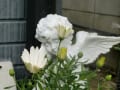 白とブルー春の花