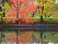 倉敷・酒津公園　（ご近所の紅葉）