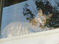 １０月の晴れた午後、猫カフェ「きぶん屋」さんの窓際で日向ぼっこするネコの海ちゃん