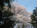 桜　満開