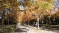 神戸森林植物園の秋