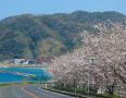 2011年　山陰の桜・・・